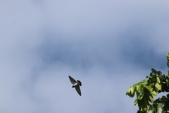 Artamus leucorynchus