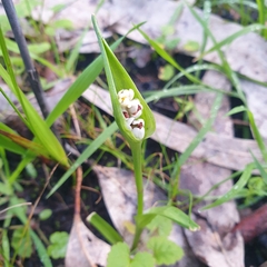 Wurmbea dioica