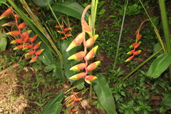 Heliconia rostrata
