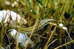 Ophisops elegans