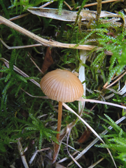 Mycena olivaceomarginata