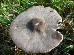 Pluteus hispidulus