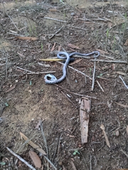 Hemorrhois hippocrepis