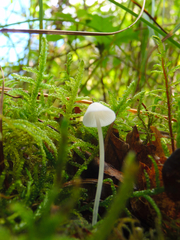 Phloeomana alba