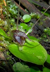 Corybas hatchii