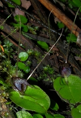 Corybas hatchii