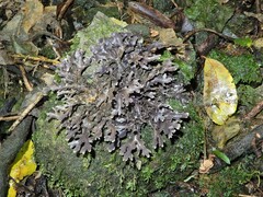 Pseudocyphellaria dissimilis