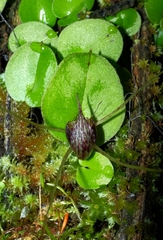 Corybas hatchii