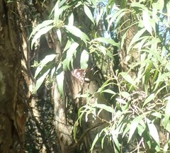 Euploea core corinna