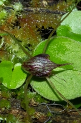 Corybas hatchii