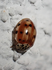 Harmonia quadripunctata