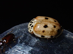 Harmonia quadripunctata