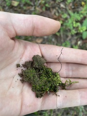 Fissidens sublimbatus