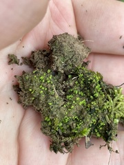 Fissidens sublimbatus