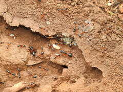 Camponotus consobrinus