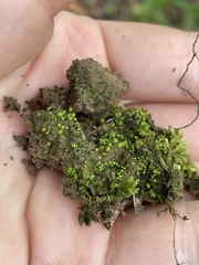 Fissidens sublimbatus