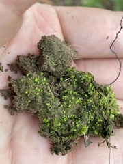 Fissidens sublimbatus