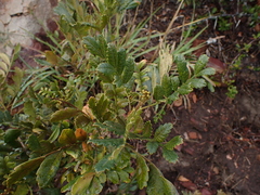 Hippobromus pauciflorus