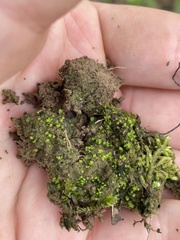 Fissidens sublimbatus