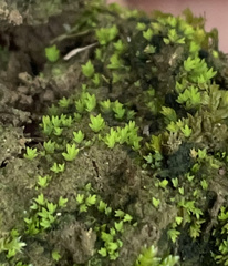 Fissidens sublimbatus