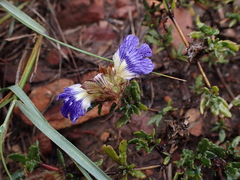 Acanthaceae