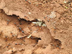 Camponotus consobrinus