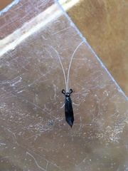 Mystacides azureus