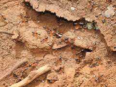 Camponotus consobrinus