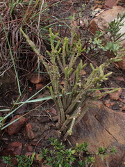 Crassula muscosa