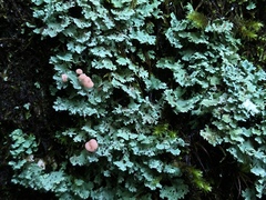 Cladonia caespiticia