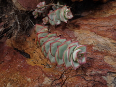 Crassula perforata