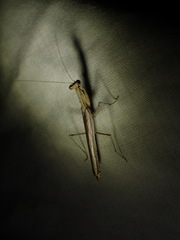 Litaneutria pacifica