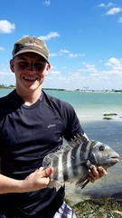 Archosargus probatocephalus