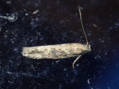 Scrobipalpa