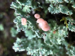 Cladonia caespiticia