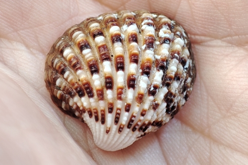 Cardites antiquatus (Linnaeus, 1758)