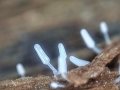 Arcyria cinerea