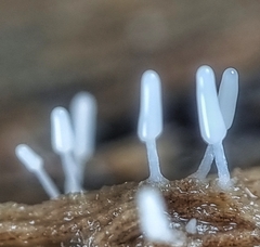 Arcyria cinerea