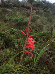 Iridaceae