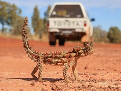 Moloch horridus