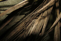 Heteropoda venatoria