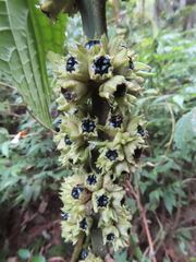 Paraphlomis javanica