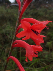 Iridaceae