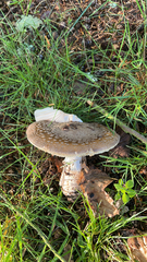 Amanita pantherina