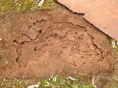 Camponotus consobrinus