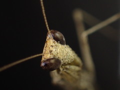 Litaneutria pacifica