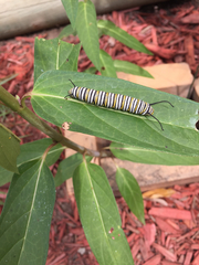 Danaus plexippus