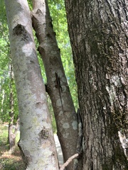 Anolis carolinensis