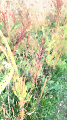 Reseda luteola