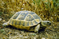 Testudo graeca